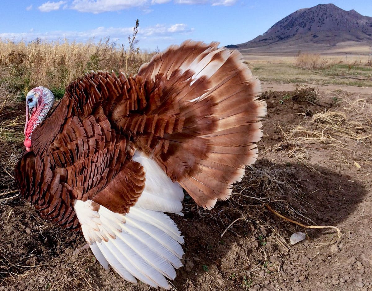 Processing wild game still a challenge for South Dakota hunters