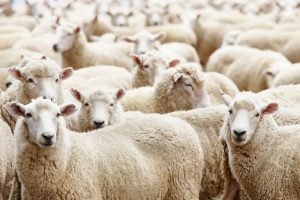 sheep scrapie