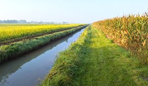 ag buffer strip
