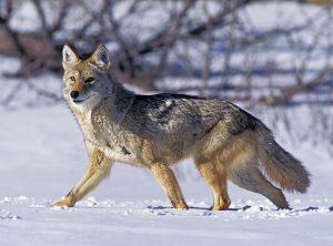 Coyote hunting