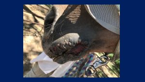 Equine VSV