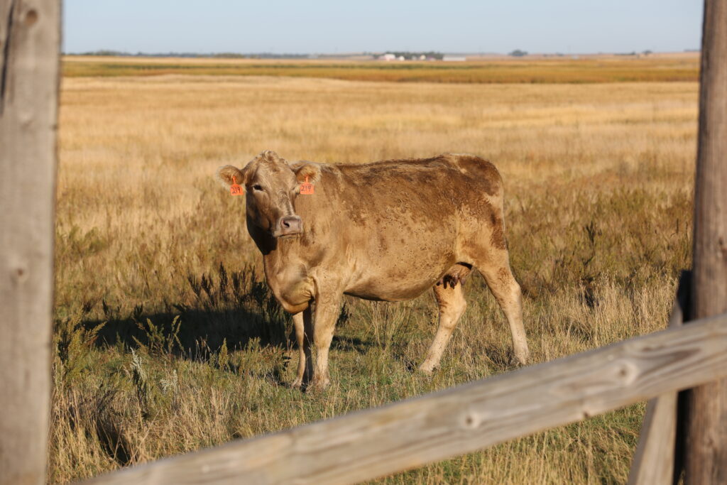 A cow in a pasture near Eureka in September 2024. (Joshua Haiar/South Dakota Searchlight)