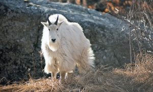Mountain Goat Spearfish Canyon