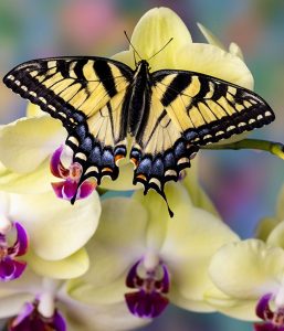 Obituary Judy Simmons