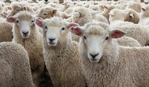 Sheep IQ