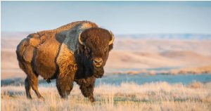 Buffalo Bison