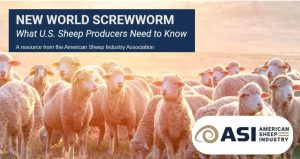 New World screwworm in sheep