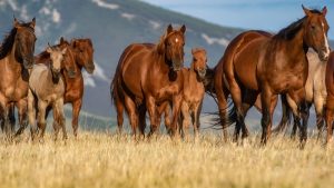 American Quarter Horses