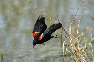 Red Winged Blackbird