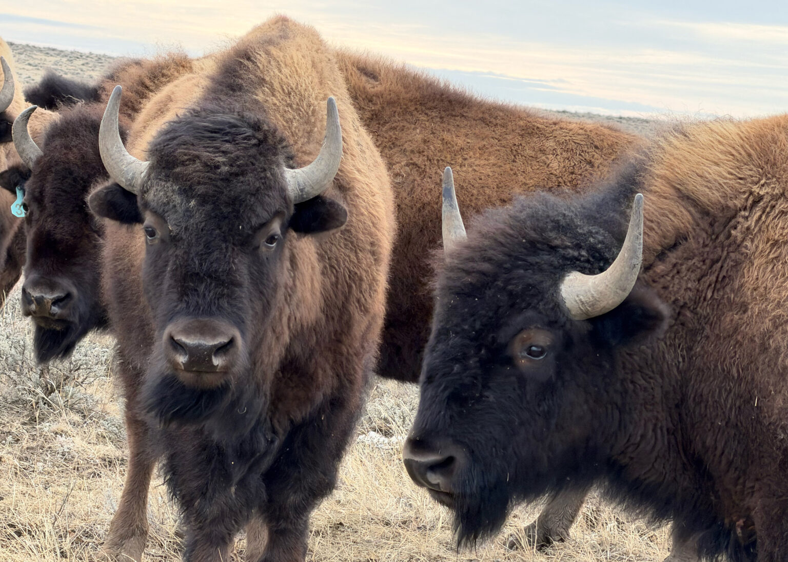 There are about 950 buffalo on American Prairie land in Phillips County, Montana. (Credit: Blaine Harden/Inside Climate News)