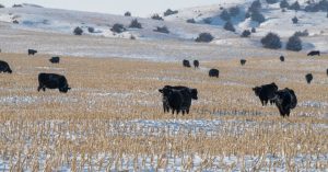 Grazing corn stalks