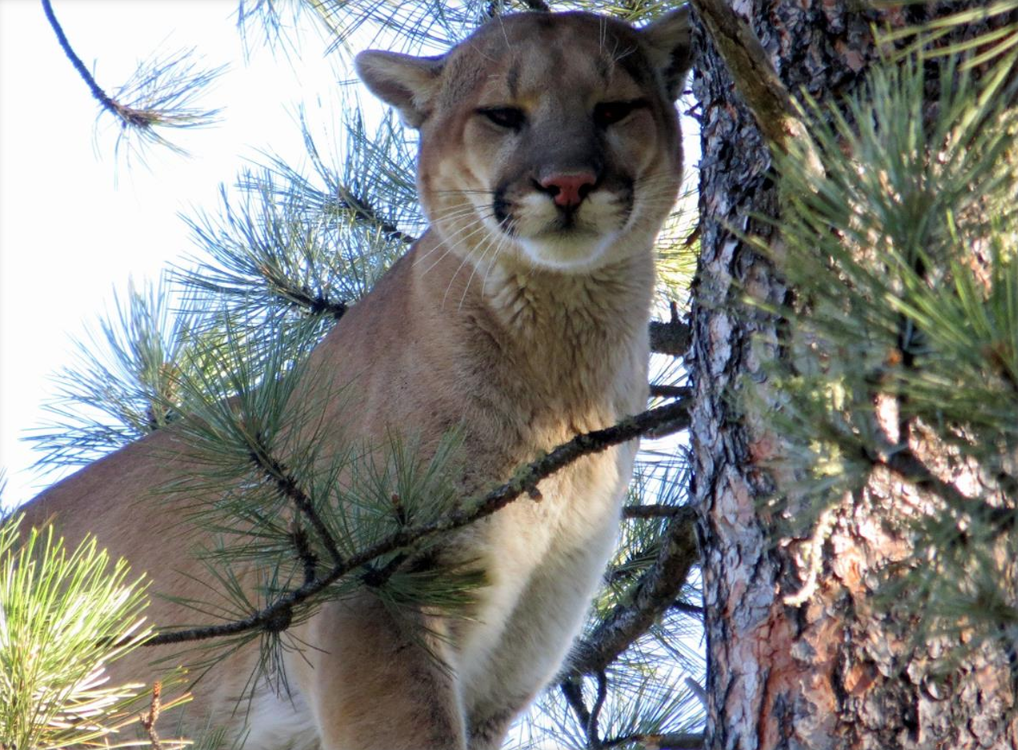 A mountain lion in South Dakota's Black Hills. (Courtesy of SD Game, Fish and Parks)