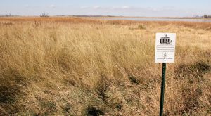 CRP land in South Dakota