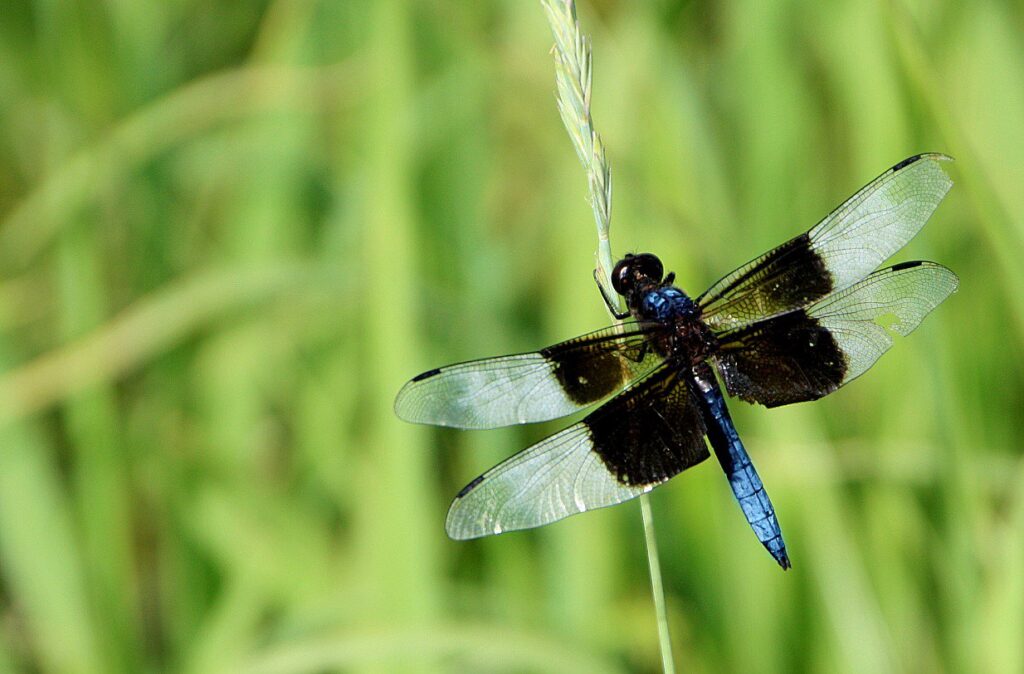 A dragonfly rests on a blade of prairie grass in South Dakota. (Makenzie Huber, South Dakota Searchlight)