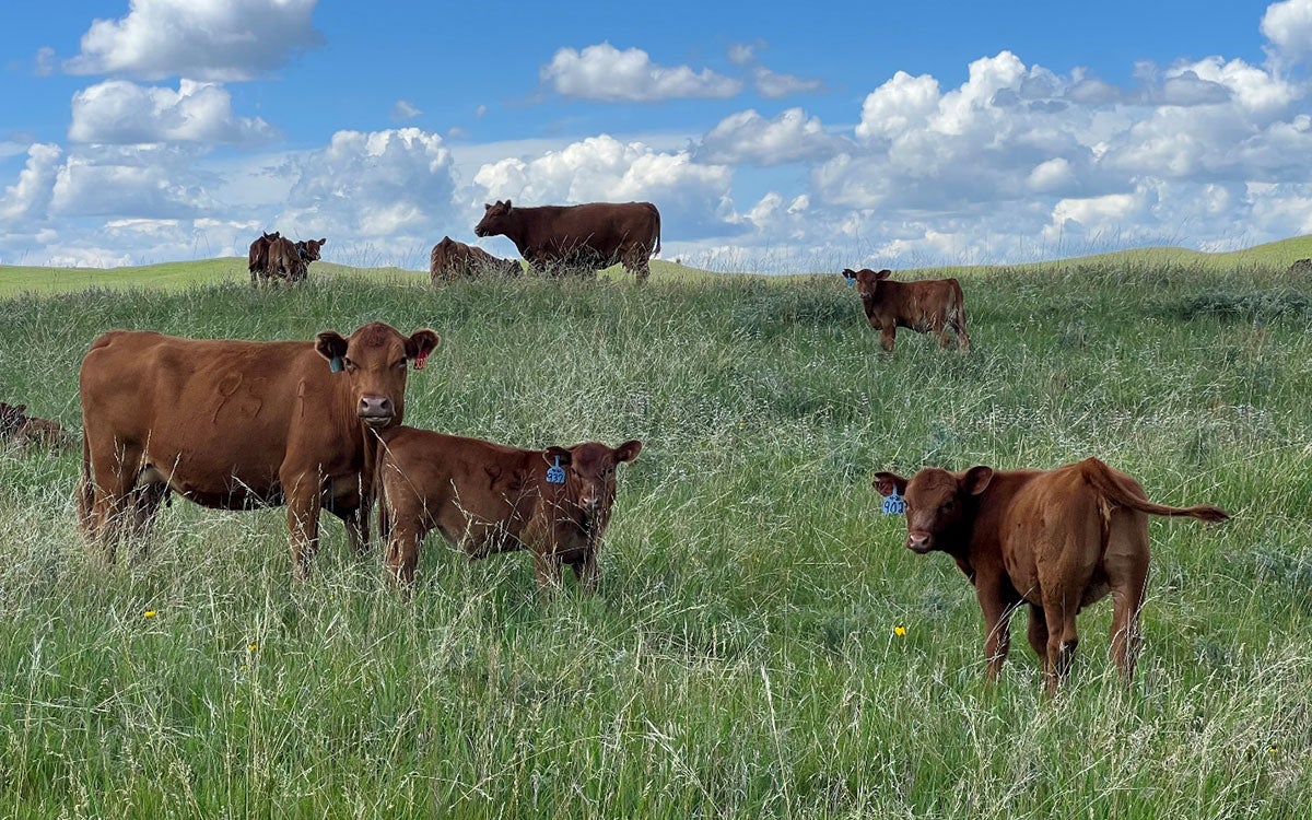 Beef cattle grazing summer pasture.