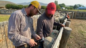 livestock ear tags