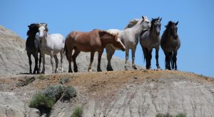 Wild horses in North Dakota