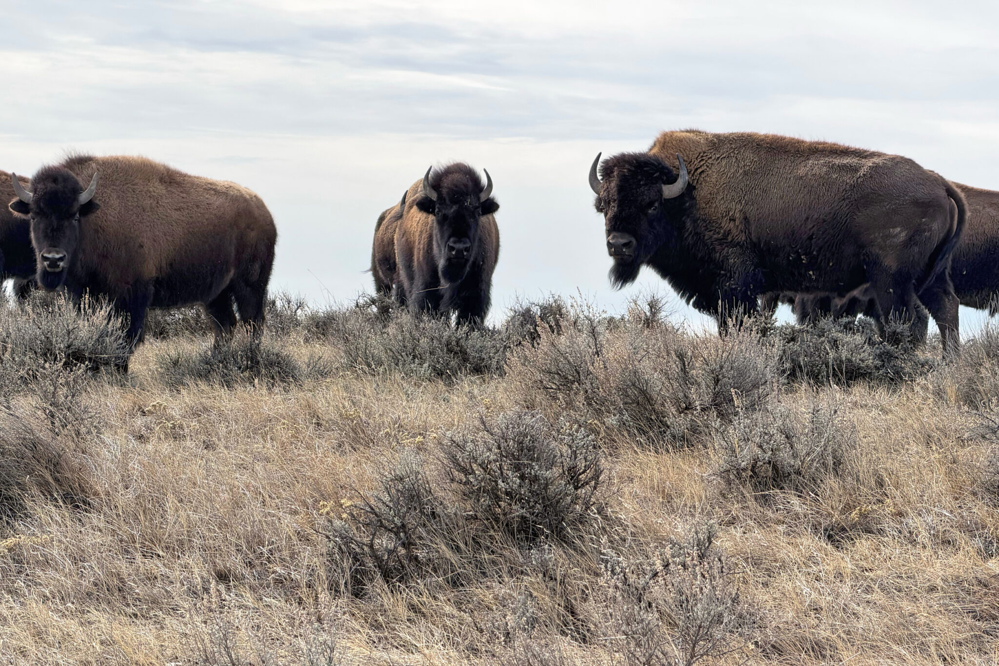 A bison herd on land managed by American Prairie. (Credit: Blaine Harden/Inside Climate News)
