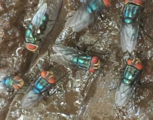 screwworms