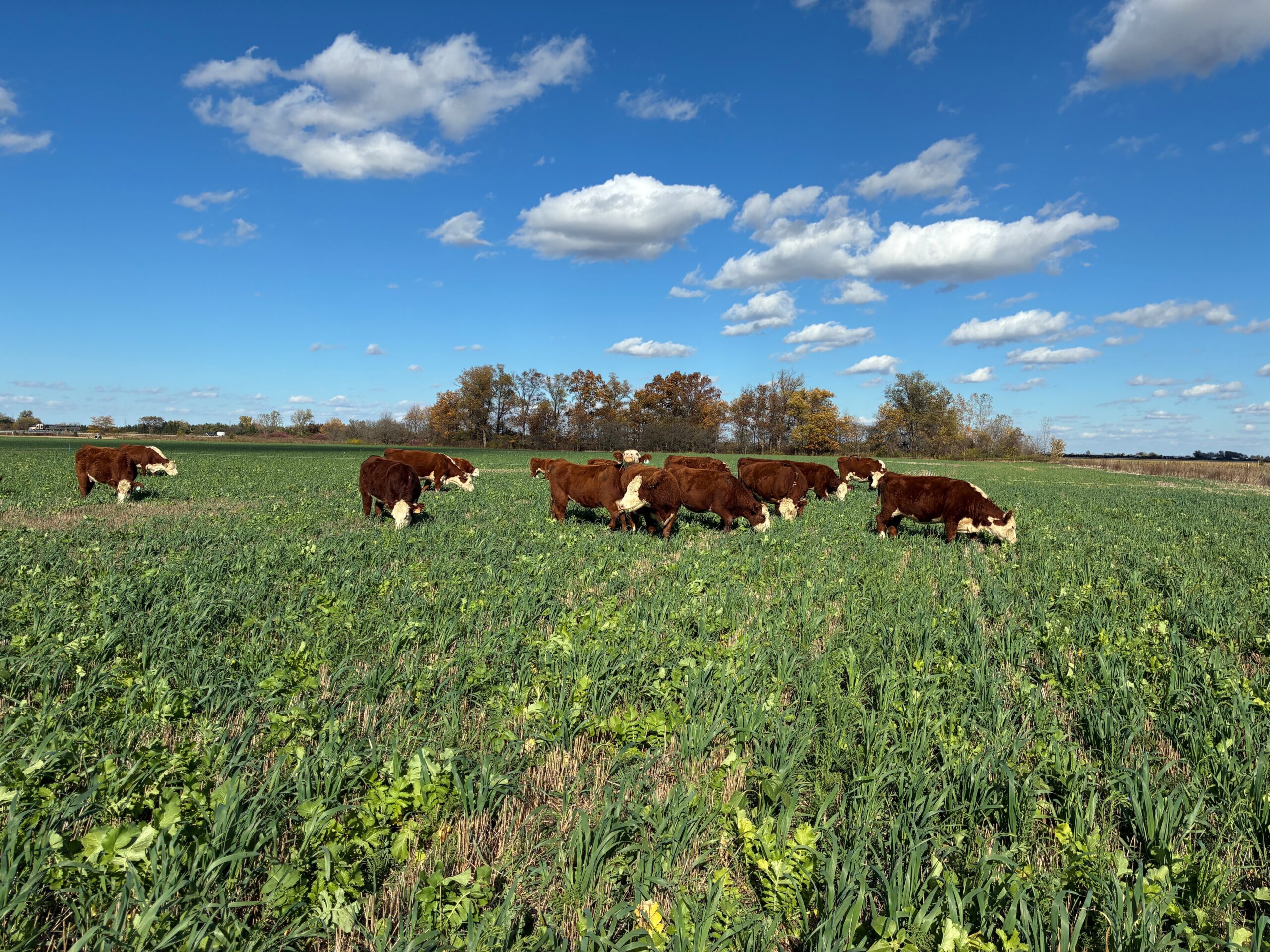 Cattle graze on green cover crops in a field.