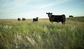 south dakota grasslands