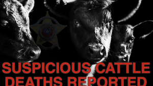 cattle deaths
