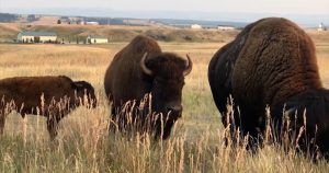 Bison