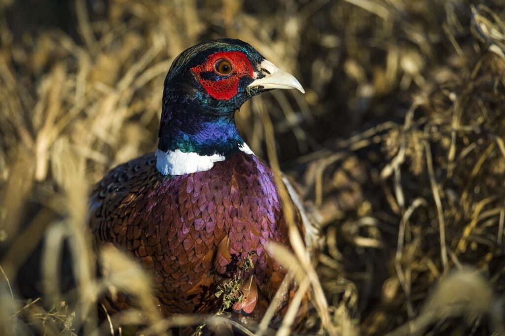 (Photo by Travel South Dakota)