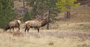 elk