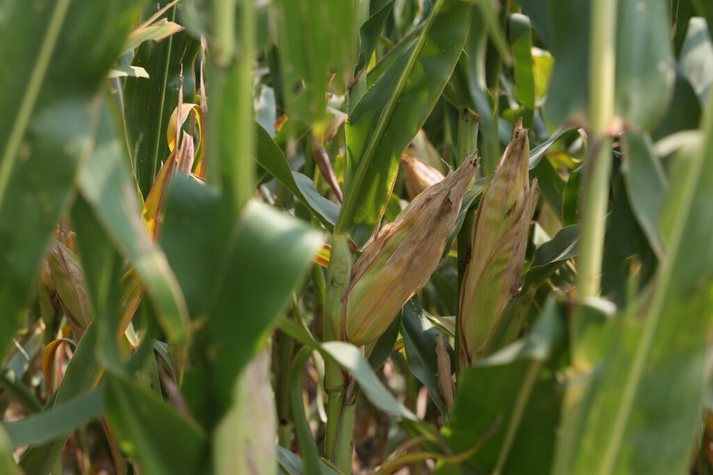 Corn grows in a field in southeastern South Dakota in August 2023. (Makenzie Huber, South Dakota Searchlight)