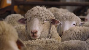 Sheep