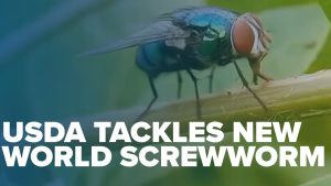 New World Screwworm