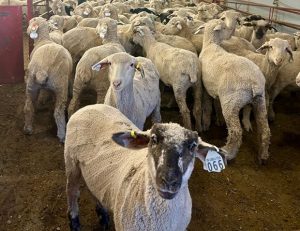 UW Lamb A Year