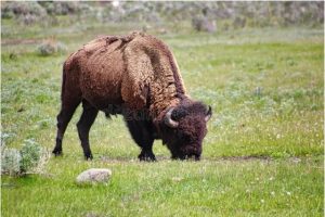 Buffalo