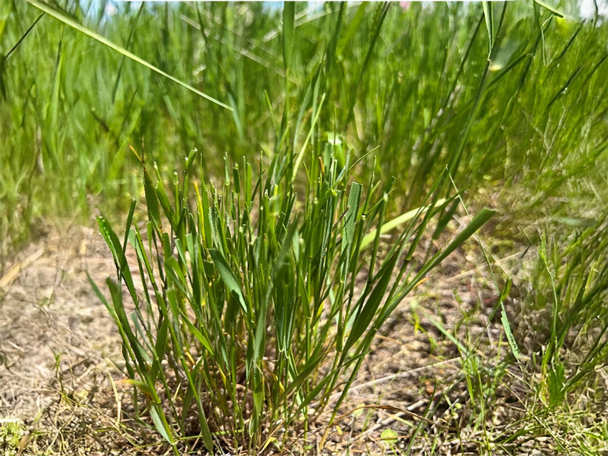 Defoliated Crested Wheatgrass.